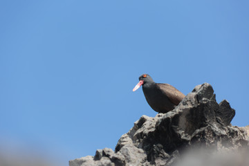 Black oystercatcher