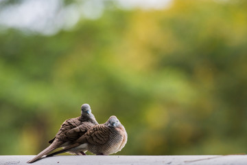 Spotted dove bird