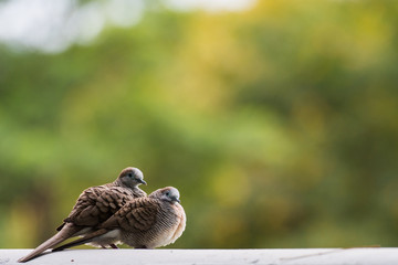 Spotted dove love bird