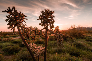 Sunset at Lost Dutchman SP, AZ