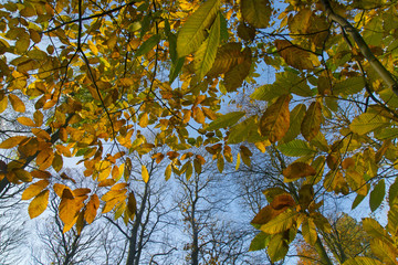 Sweet Chestnut Castanea sativa leaves in autumn