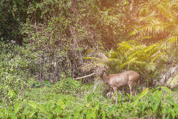 deer in spring