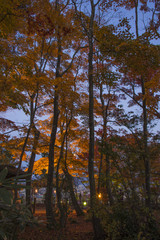 Fototapeta premium japanese garden in autumn