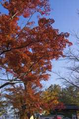 japanese garden in autumn