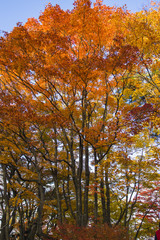 japanese garden in autumn