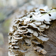 mushroom on cut tree