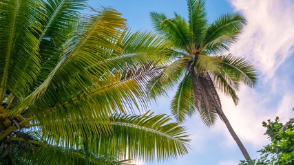 Foto auf Acrylglas Lila Coconat Palm on the Beach of Gam Island. Raja Ampat, Indonesia, West Papua