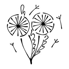 Vector floral illustration of dandelions with leaves, decorative elements isolated on the white background. Hand drawn contour lines and strokes. Doodle style, graphic vector illustration of flowers