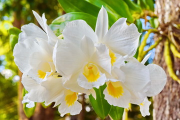 Dendrobium Formasum orchid © keng666