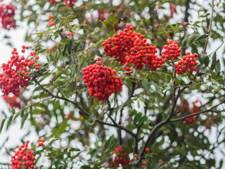 Rowan berries. Selective focus.