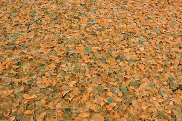 Fallen leaves of ginkgo biloba