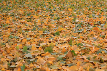 Fallen leaves of ginkgo biloba