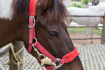 asian brown horse in stall