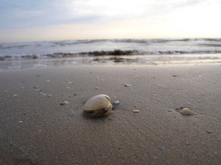 Landscape of sunset at Adriatic sea with shell on the sand