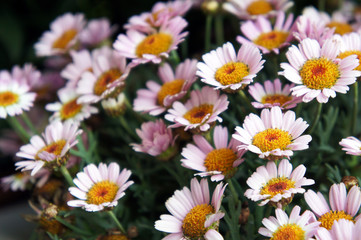 Many marguerite daisy or argyranthemum frutescens or dill daisy pink flowers with yellow 
