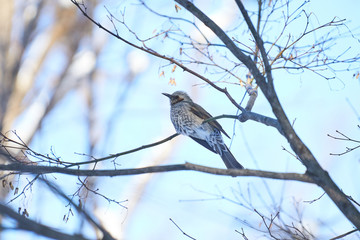 神楽岡公園のヒヨドリ
