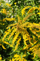 Solidago or goldenrod yellow plant with flowers 