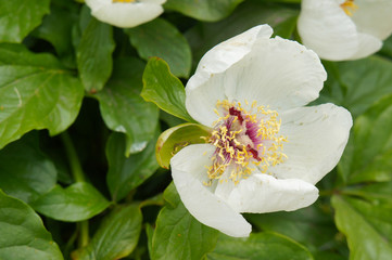 White peony flowers with green foliage 