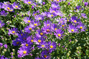 Obraz premium Many aster alpinus purple flowers with green