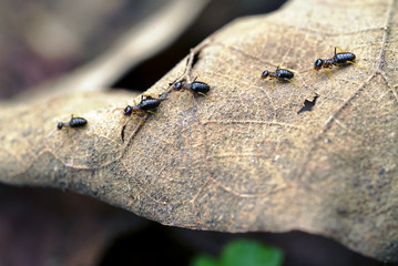 migrating termites