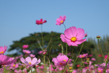 Fototapeta premium Beautiful pink flowers