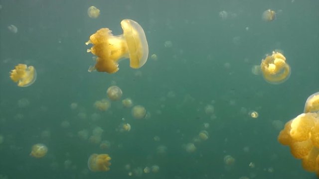Увлекательные подводные погружения с медузами в озере Медуз архипелага Палау.