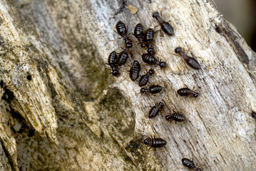 Termite, Termites eat wood like an animal in the house