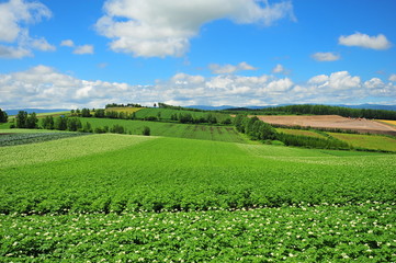 Green Fields Landscape - 130587951