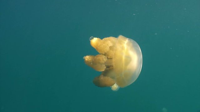 Увлекательные подводные погружения с медузами в озере Медуз архипелага Палау.