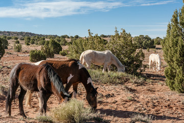 Wild Horses at Canyon de Chelley, AZ, USA