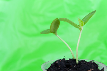 Plants growing
