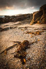 Seaweed at Beach of Carmel at sunset, CA, USA