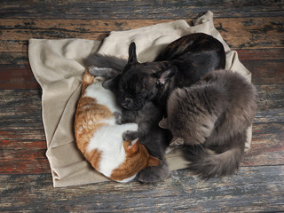 Cat and dog sleeping together on the floor