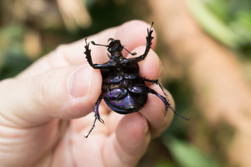 タイ カブトムシ