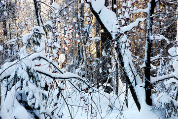 the beauty of winter nature