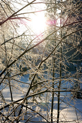 the beauty of winter nature