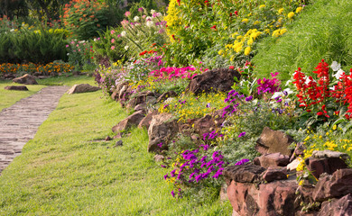 colorful flower in the garden
