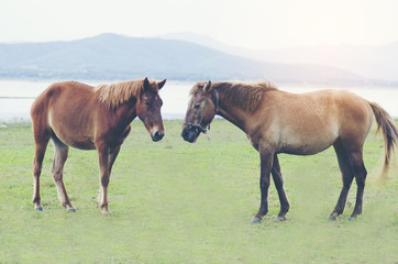 Couple of horse on a green meadow.