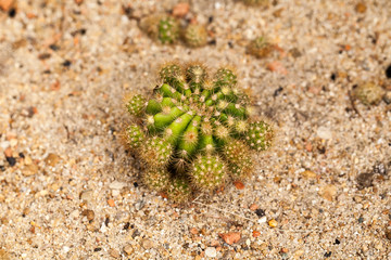 Echinopsis oxygona cactus