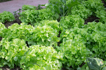 2016/12/01 タイチェンマイ風景 山　花 虫 空 木漏れ日