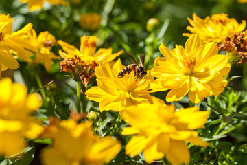 Bee on yellow flower