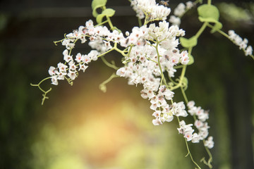 White flower in the park