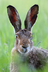 Portrait of the hare.