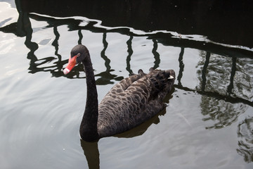 Fototapeta premium 水辺の 黒鳥