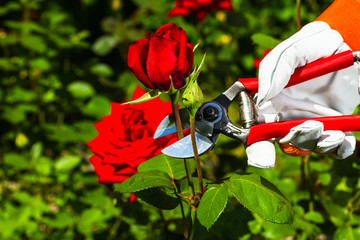 gardener's hand cutting off a rose.