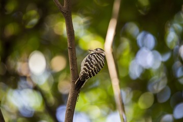 Japanese Pygmy Woodpecker (Yungipicus kizuki)