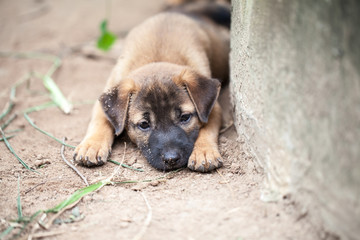 Close up of puppy face