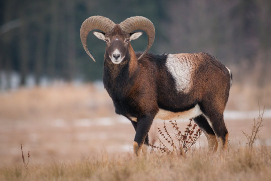 Ram of Mouflon on winter meadow.