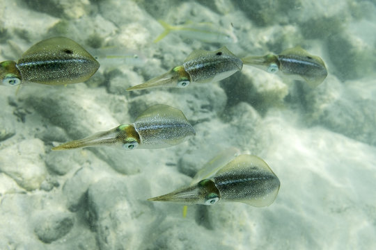 A School Of Caribbean Reef Squid 1