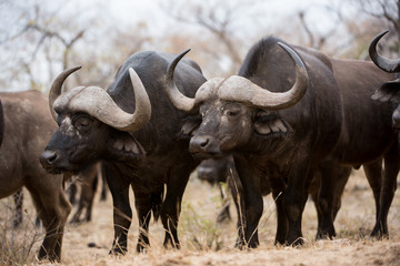 Obraz premium Buffalo